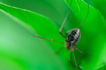 Macro photo, close up, insect, spider, Opiliones, Phalangiidae, Arthropoda, Harvestmen waiting to attack its prey (female)
