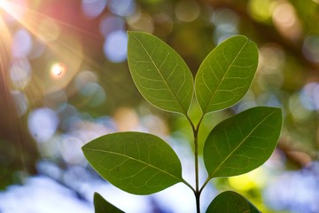 green tree leaves and branches in the nature in summer, green background