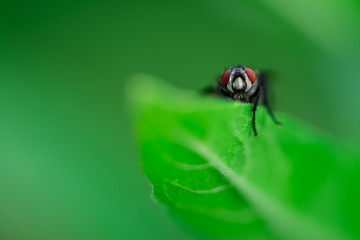 Housefly is sitting on a leaf, Macro photo, close up, insect, Musca domestica