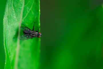 Housefly is sitting on a leaf, Macro photo, close up, insect, Musca domestica