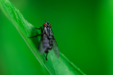 Housefly is sitting on a leaf, Macro photo, close up, insect, Musca domestica