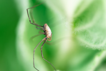 Harvestmen waiting to attack its prey (male), Macro photo, close up, insect, spider, Opiliones, Phalangiidae, Arthropoda,