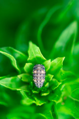  Ladybugs larvae eating on a leaf, Macro photo, close up, insect, Coccinellidae, Arthropoda, Coleoptera, Cucujiformia, Polyphaga