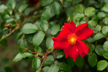 Flor vermelha na natureza