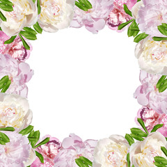Beautiful floral background of pink and white peonies. Isolated