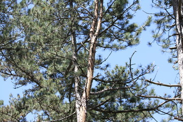 Obraz premium Photography that is showing some trees