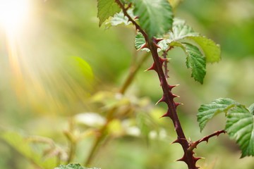 green flower plant in the garden in summer, plants in the nature, green background