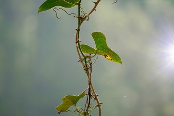 green flower plant in the garden in summer, plants in the nature, green background