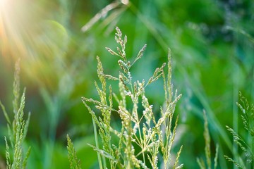 green flower plant in the garden in summer, plants in the nature, green background