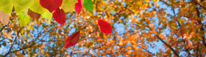 Fototapeta na wymiar image of autumn trees in a park close up