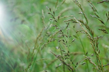 green flower plant in the garden in summer, plants in the nature, green background