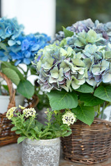 紫陽花　あじさい