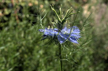 Blue Nigella flowering in herbaceous border, Swiss garden