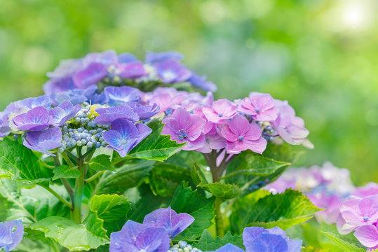 2 042 Best 額紫陽花 Images Stock Photos Vectors Adobe Stock