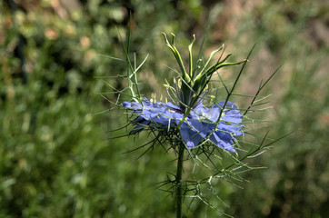 Blue Nigella flowering in herbaceous border, Swiss garden