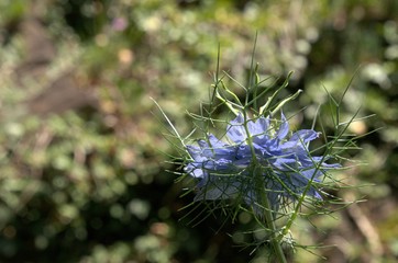 Blue Nigella flowering in herbaceous border, Swiss garden