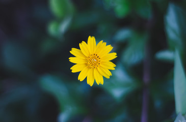 Yellow flowers are beautiful flowers. Flowers bloom in the middle of rusted steel.