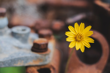 Yellow flowers are beautiful flowers. Flowers bloom in the middle of rusted steel.