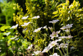 Delicate white flowers of Saxifrage mossy in spring garden