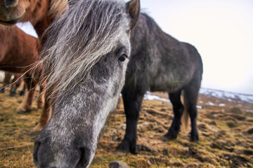Fototapeta premium Iceland horses with beautiful lights