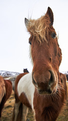 Obraz premium Iceland horses with beautiful lights