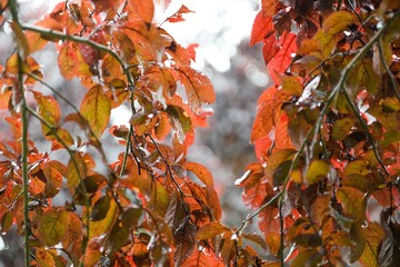 orange tree leafs. branch leaves.