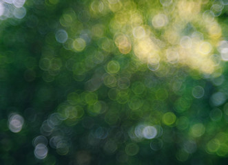 Natural green blurred background. Abstract background with bokeh defocused lights. Royalty high-quality free stock image of bokeh light from the sun through the leaves with copyspace for text design