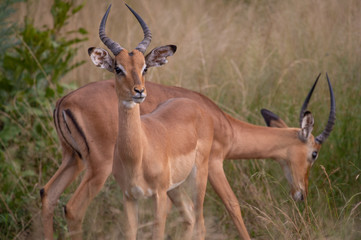 Safari antilope Parc Kruger Afrique du Sud 