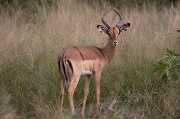 Naklejka na ściany i meble Safari antilope Parc Kruger Afrique du Sud 