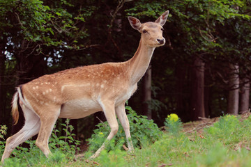 Reh auf der Lauer
