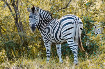 Safari zebre Parc Kruger Afrique du Sud 