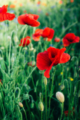 Closeup of red poppies (Papaver rhoeas) in the sunset on natural green background. Floral background. Summer concept.