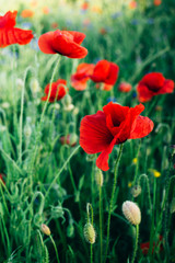 Obraz premium Closeup of red poppies (Papaver rhoeas) in the sunset on natural green background. Floral background. Summer concept.