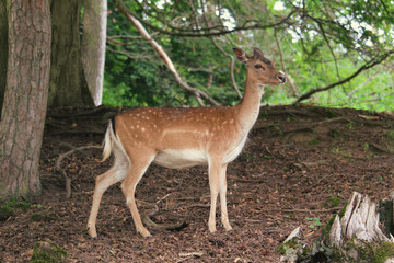 Reh im Wald Profil