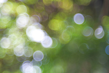 Obraz premium Sunlight yellow bio background, abstract blurred foliage sun light. Organic design nature abstract background with copyspace for text advertising design. Blur nature image in sunshine and bokeh effect