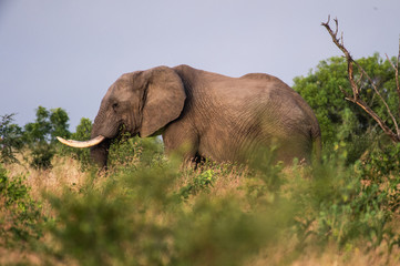 Safari éléphant Parc Kruger Afrique du Sud 