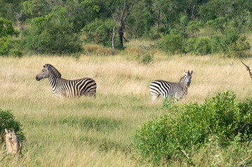 Fototapeta na wymiar Safari zebre Parc Kruger Afrique du Sud 