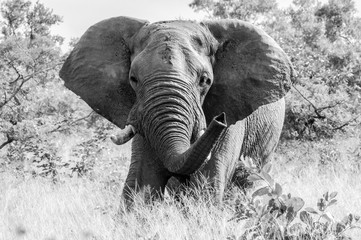 Safari éléphant Parc Kruger Afrique du Sud 