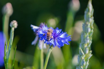Close-up of a bee collecting nectar in a blue blossom in the summer
