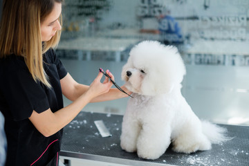 Bichon Fries at a dog grooming salon - obrazy, fototapety, plakaty