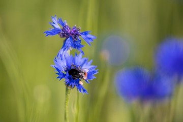  Close-up of a bee, bumblebee  collecting nectar in a blue blossom in the summer