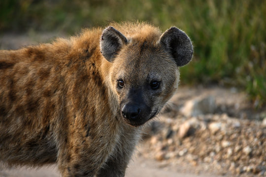Safari hyene Parc Kruger Afrique du Sud 