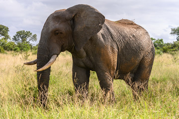 Fototapeta na wymiar Safari éléphant Parc Kruger Afrique du Sud 