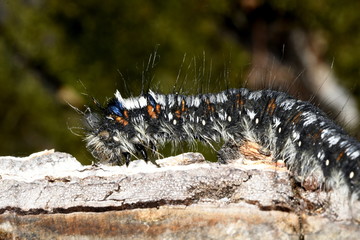 black and white shaggy caterpillar