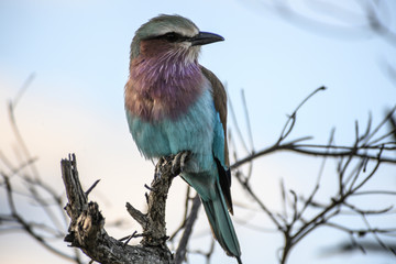 Safari antilope Parc Kruger Afrique du Sud 