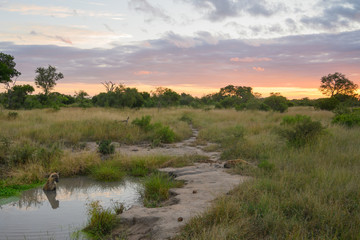 Safari paysage du bush Parc Kruger Afrique du Sud 