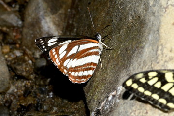 Zebra butterfly collects moisture on stone