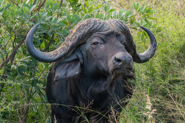 Safari buffle Parc Kruger Afrique du Sud 
