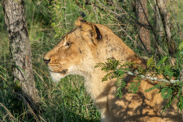 Safari lion Parc Kruger Afrique du Sud 