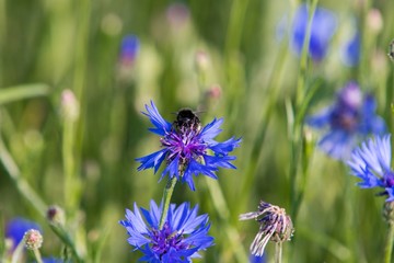  Close-up of a bee, bumblebee  collecting nectar in a blue blossom in the summer